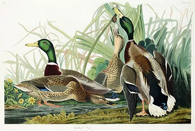 Mallard Duck - 1827 - Illustration Poster • $9.99