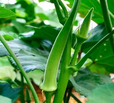 Okra Seeds Emerald 50 Ct Vegetable Garden NON-GMO HEIRLOOM USA FREE SHIPPING • $1.99