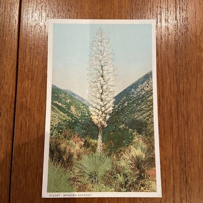 £1.50 • Buy Vintage Postcard Spanish Bayonet Fred Arvey Unposted Postcard 