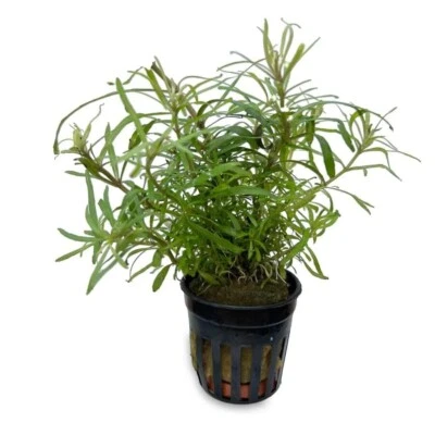 £5.99 • Buy Pogostemon Stellatus Octopus Live Aquarium Aquatic Plants Tropical Fish Tank