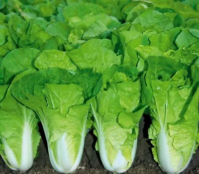 500+Chinese Cabbage Seeds Pak Choi Kuai Cai Fast Grow Cabbage USA • $2.98