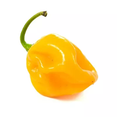 50+ Seeds - Jamaican Habanero  Yellow  Hot Pepper  Mushroom Chile Pepper 2024 • $0.99