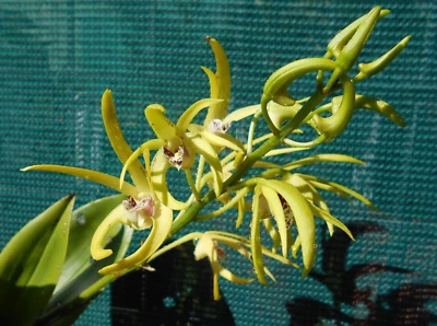 $35 • Buy Dendrobium Hilda Poxon, Australian Native Hybrid, In Flower Now.