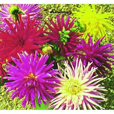 Cactus Dahlia  Hybrids Mixed Flowers 100 To 120 Cm 35 Seeds Kings Seeds Packet  • £1.90