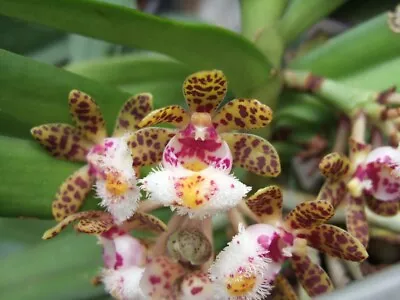 $15 • Buy Species Orchid - Gastrochilus Bellinus - Seedling