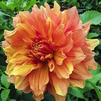 Dinner-plate Dahlia Pot Tuber - MANGO MADNESS. 11 Inch Blooms! LAST 1 For 2024! • £5