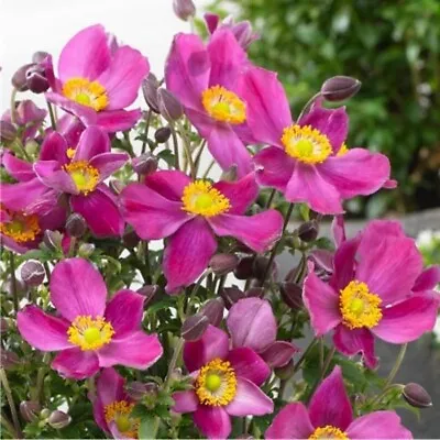 Japanese Anemone Red Riding Hood.. 20 Seeds • £2.75