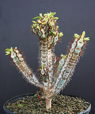 £8.05 • Buy Euphorbia IHARANAE @ Exotic Color Madagascar Rare Bonsai Blue Cacti Seed 5 Seeds