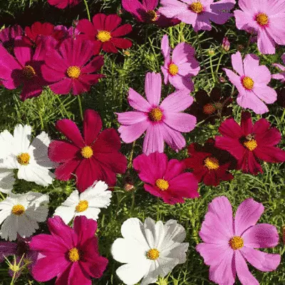 +100 SEEDS Dwarf Mixed Cosmos Garden Flower Seeds Multi Colour -Easy To Grow • £1.99