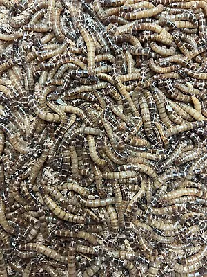 Live Superworms 50 - 1000 Reptile Food Insects Free Shipping • $11.50