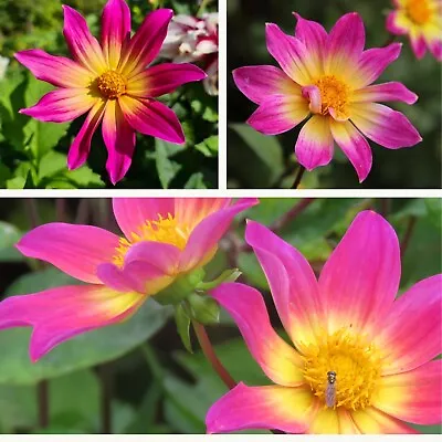 Single Dahlia Bright Eyes Tubers. Pretty Purple / Pink Dahlia. Easy To Grow • £8.95