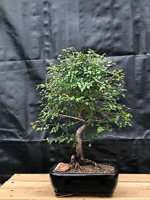 Elegant Chinese Elm Bonsai Outdoor Tree 10  Tall Curved Trunk Ceramic Pot • $125.95