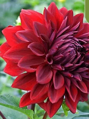 20 SEEDS For Red ALEX DAHLIA Rare Flower Exotic Bloom Garden Plant USA Seller • $7.75