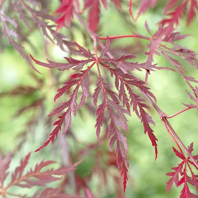 Japanese Acer Palmatum 'Dissectum Garnet' In A 3L Pot Red Purple • £26.99