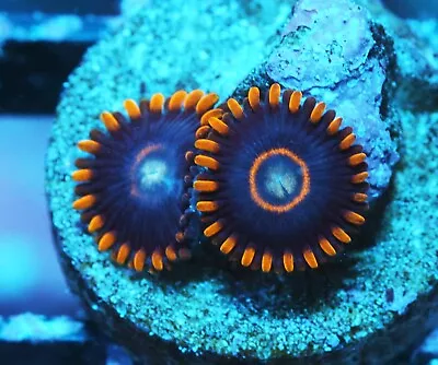 Blue Hornets Zoa Zoanthids Paly Zoa SPS LPS Corals WYSIWYG • $4.99