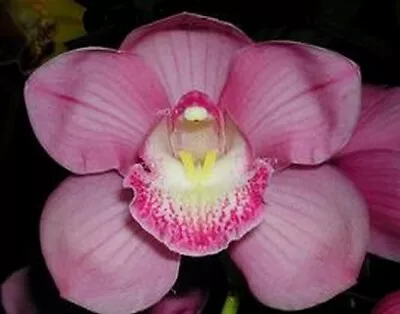 Cymbidium Orchid Mini Flask (10 Plants) - Joan Bryant ' Keen' • $25