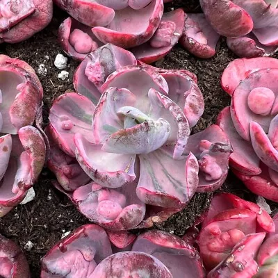 Echeveria Beyonce Rainbow Variegated Rare Succulent Live Plant Live Succulent • $23.99