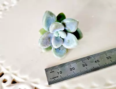 Ellen Cutting/pup - Graptopetalum Succulent Without Roots DISCOUNT For 2+ • $3