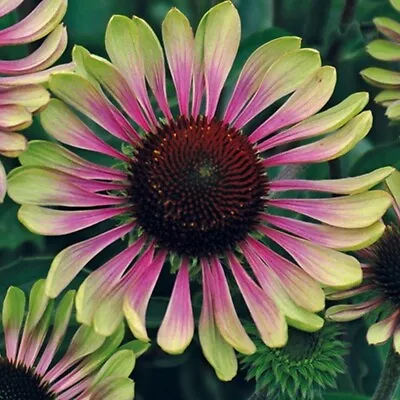 Echinacea (Coneflower) 'Green Twister' Perennial 9cm Pot Plants Pack X3 • £13.95