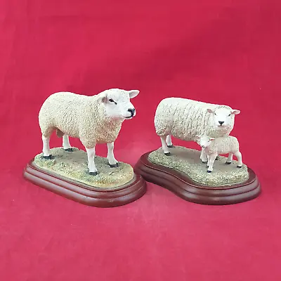 Border Fine Arts Sheep Family Texel Ram A0736 / Texel Ewe & Lamb B120 - BFA 3127 • £235