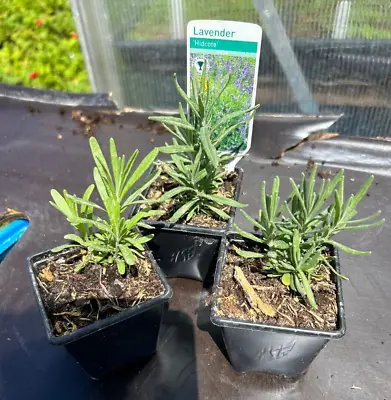 £12.99 • Buy Lavender Hidcote Plants 3x7cm Potted Herb Garden Patio Pots