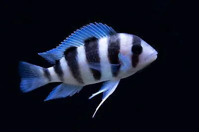 Frontosa Tanganyika Cichlid Cyphotililapia Frontosa 4cm • £20