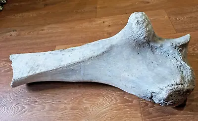 Fossils. Mammoth Forearm Bone. • $400