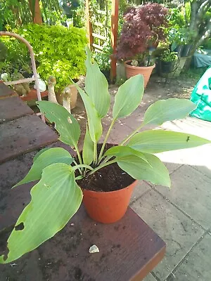 £7 • Buy Hosta Silover Wedding