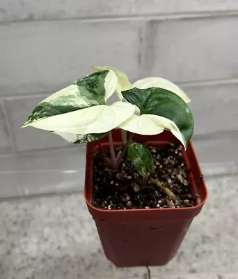 2x Albo Syngonium Multiple Nodes Variegated Rooted Rare Plant Mint (c) • $5.50