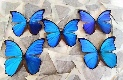 Lot Of 10 Morpho Didius A- Tingomariensis Unmounted Wings Closed • $140