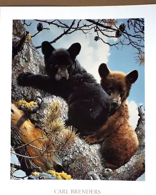 High Adventure By Carl Brenders Bear Cubs  In  Tree • $28