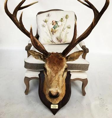 £800 • Buy  Roland Ward Taxidermy Mounted Huge Stag Head And 10 Point Huge Antlers 
