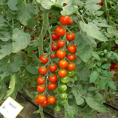 Tomato Sakura F1 10 Finest Seeds • £2.69