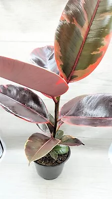 Ficus Elastica Tineke Ruby Ficus Pink Belize Live Houseplant In 4  Pot • $14.99