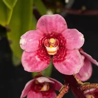 $60 • Buy Select Barrita Orchids Sarcochilus INDP/049