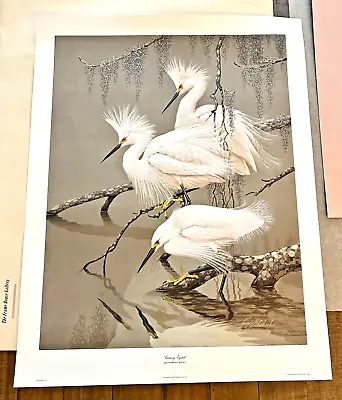 Vtg GUY COHELEACH 1968  SIGNED L.E. Large  SNOWY EGRETS  BIRD ART PRINT 32 X 25  • $99.99