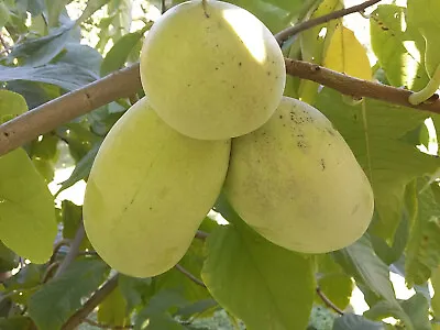 Paw Paw Indian Banana Prairie Banana ASIMINA TRILOBA Rare Hardy Fruit 5cm • £8.90