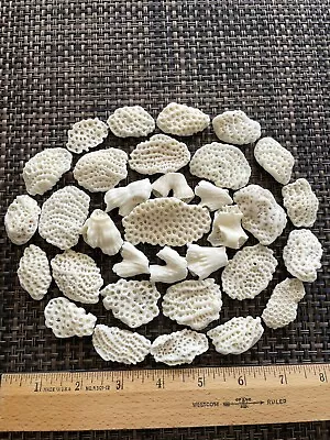 Dried Brain CORALS Fossil Beach Ocean Sea Reef Fish Tank Aquarium Decoration • $10.99