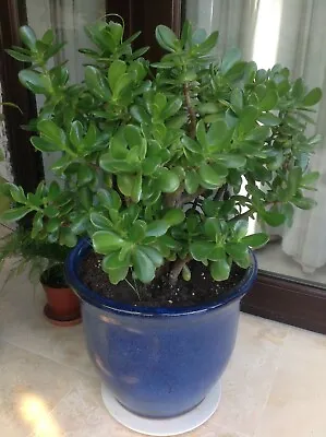 £4.99 • Buy Money Tree Jade Plant. Crassula Ovata  plant.