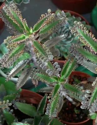 Succulent Mother Of Millions Thousands Alligator Plant 5 Seedlings  Kalanchoe • $2