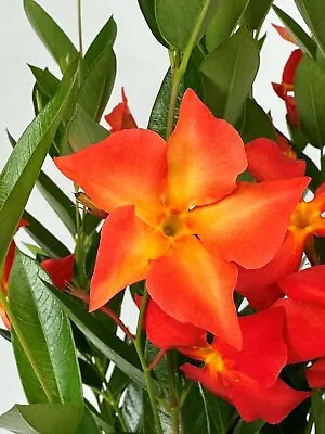 Mandevilla NEW! 2024 FiredUp Orange Starter Plant Lot Of 2 • $12.99