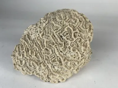 Natural Oval Shaped White Brain Coral Fossil 2.6+ Lbs Beach Aquarium Sea Ocean • $32
