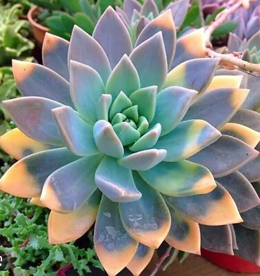 Exotic Variegated Ghost Plant Rare  • $7