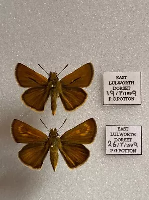 Lulworth Skipper Butterflies A Pair Of Set Specimens From 1999 • $25.26