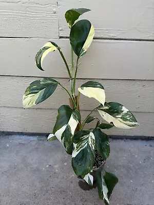 Variegated Monstera Lechleriana Rooted Plant 30” Tall • $100