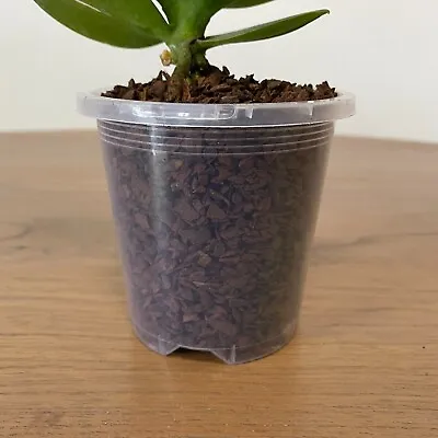 $22.99 • Buy 90mm Clear Plastic Orchid Pots With Holes | Phalaenopsis, Paphiopedilum, Garden