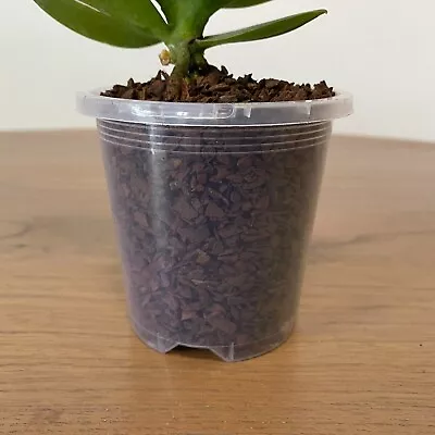 90mm Clear Plastic Orchid Pots With Holes | Phalaenopsis Paphiopedilum Garden • $76.90