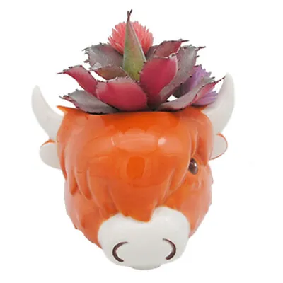 Highland Coo Cow Animals Orange Ceramic Garden Wall Planter Pot New In Box • £9.95