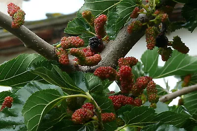 Black Mulberry (Morus Nigra) 50 Seeds • $3.25