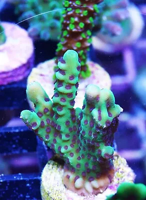 Hulk Digitada Montipora Zoanthids Paly Zoa SPS LPS Corals WYSIWYG • $4.99